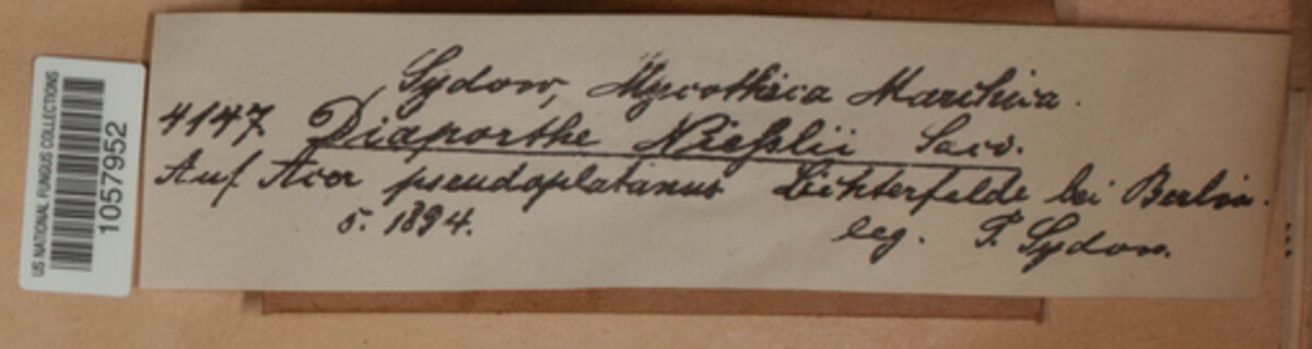 Diaporthe niessliana image